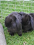 Tinky&Blacky