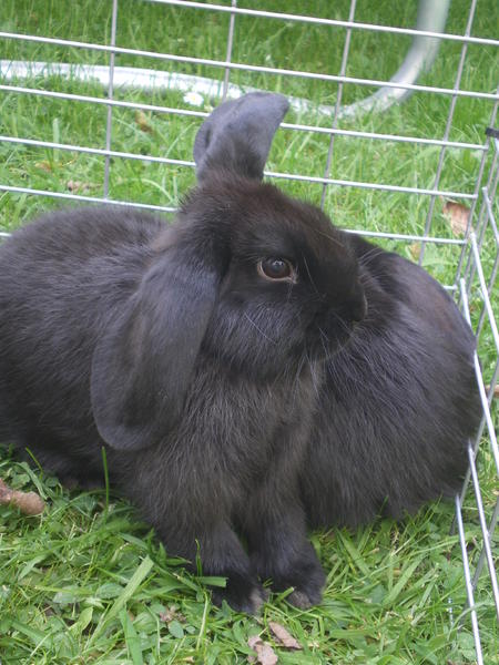 Blacky ist ein Tophoppel. Posing ohne Ende :D