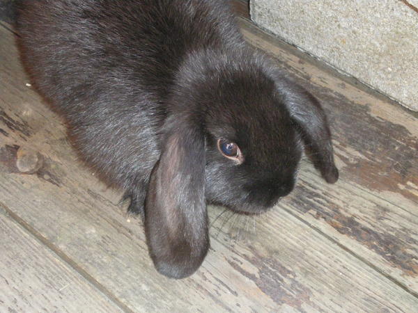 Blacky auf der Stallterasse