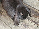 Blacky auf der Stallterasse
