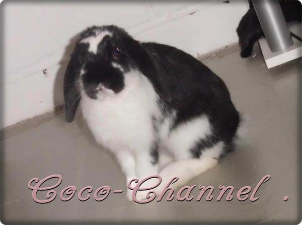 Coco-Channel <3