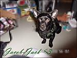 Jacob - Jack *o*