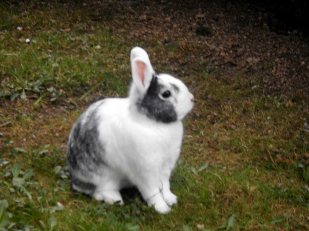 das ist unser schecke sammy