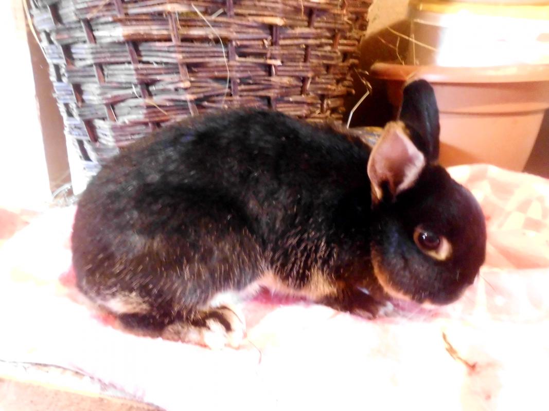 das ist blacky
