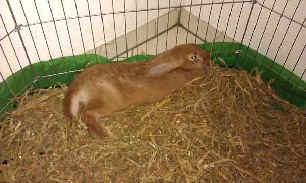 myanimals filipe baby
