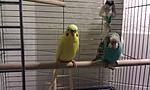 myanimals asterix und obelix