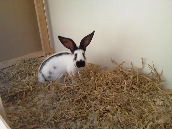 myanimals ivan