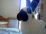myanimals olga