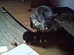 erste ann�herungsversuche 
Cookie & Charly