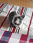 mein kleine
