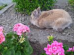 Tja da m�ssen Mamas Blumen weichen...!