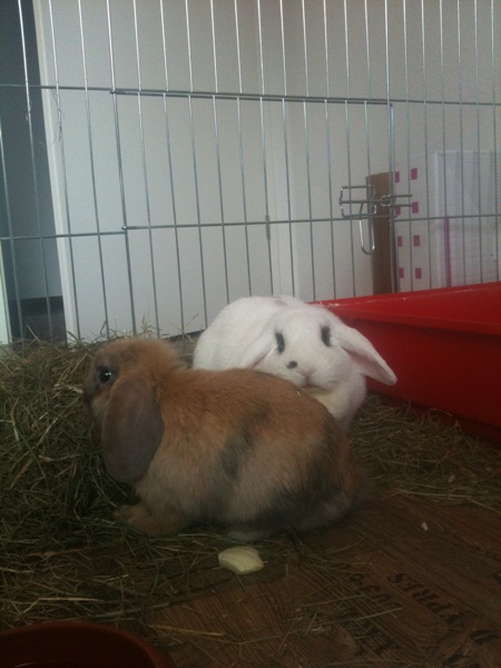 Leeloo & Oskar2
