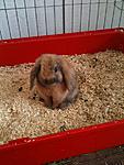 Oskar 1