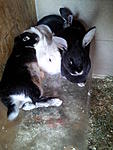 Kaninchen
