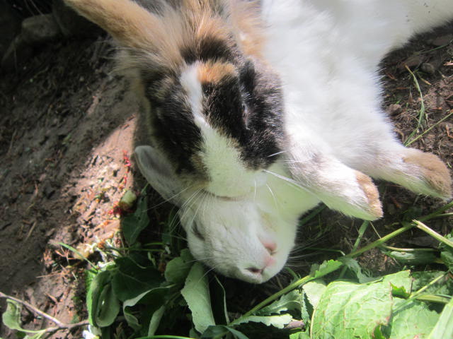 Lilli und Balou