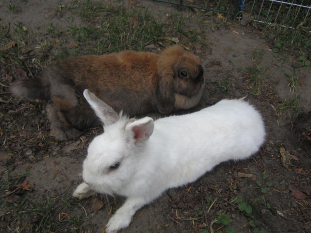 Pummel und Pepper