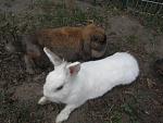 Pummel und Pepper