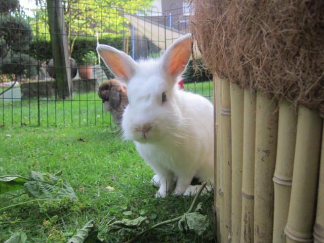 Pepper
