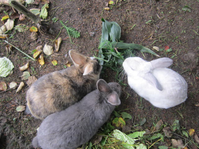 Lilli, Balou und Frieda