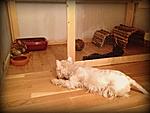 Loki beobachtet die H�schen ;)