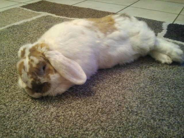 bunny1