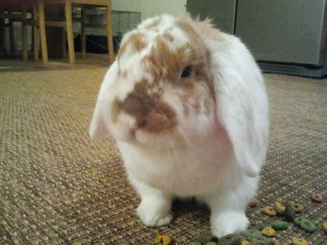 bunny2