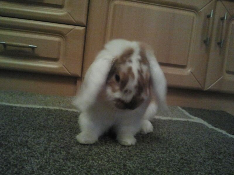 bunny3