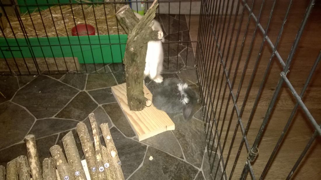 Der Auslauf wird gepr�ft
