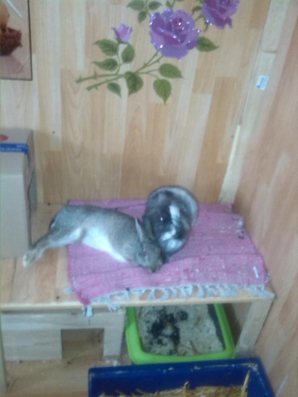 Amy und meine Handaufzucht Rocky