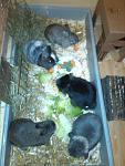 Amy, Lucky, Vito, Daisy und Rocky nur Mickey war grad leider nicht mit dabei
