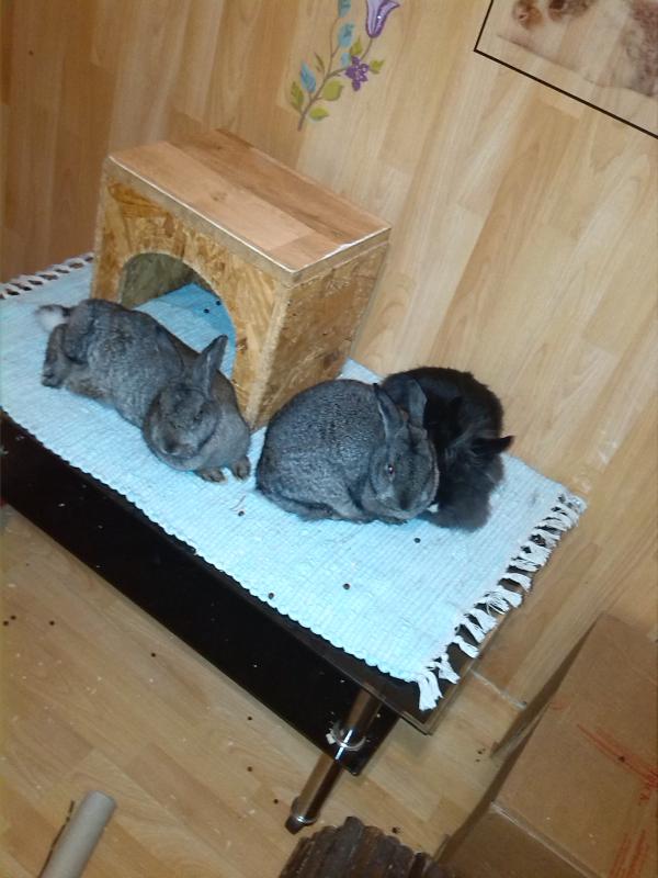 gem�tliches Chillen von Rocky, Daisy und Vito