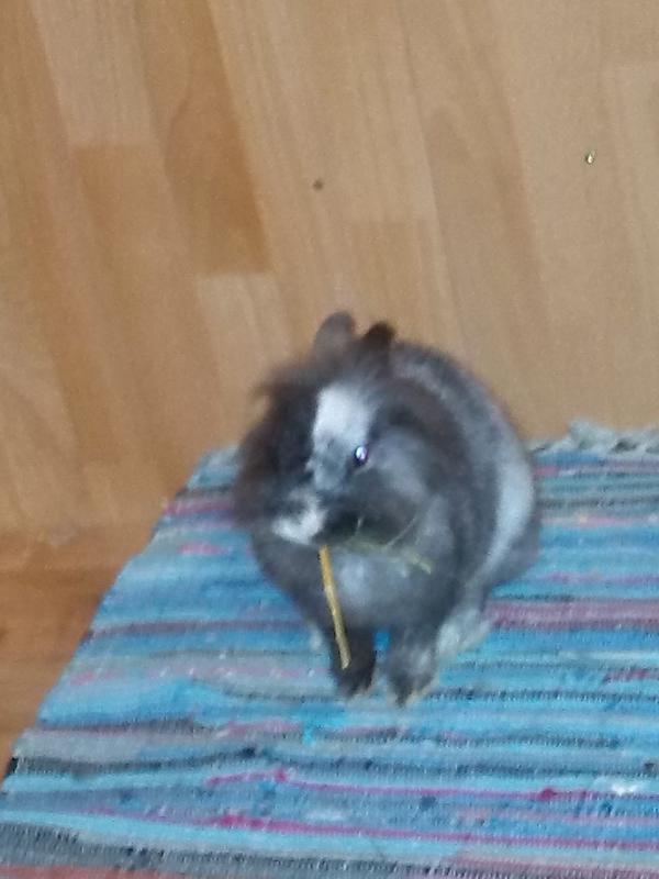 Amy und ihre erste Scheintr�chtigkeit :-(