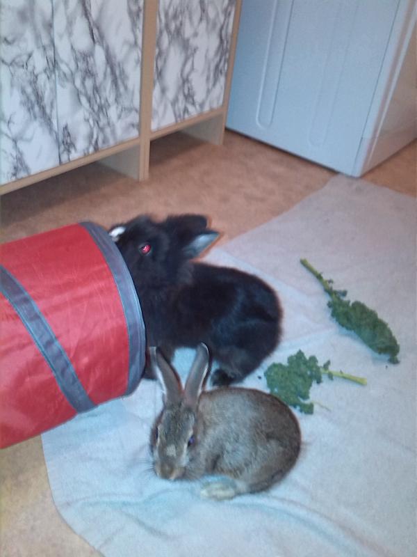 Vito und Rocky das erste beschnuppern