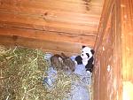 klein Rocky knapp 14 Tage alt meine stolze Handaufzucht mit Kuschelmonster damit er sich nicht so alleine f�hlte