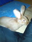 Neuzugang Chicco ein roter Neuseel�nder