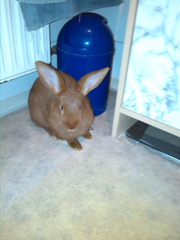Chicco