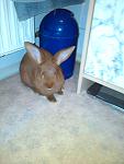 Chicco