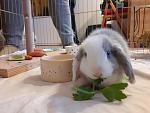Unser kleiner Dusty.