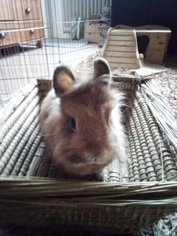 Unser Rocky.