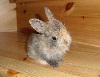 Unsere Kaninchen