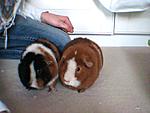 Meine Meerschweinchen