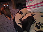 nochmal mit hund