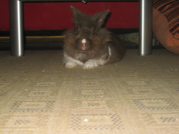 Hummel