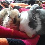 Muckis =)