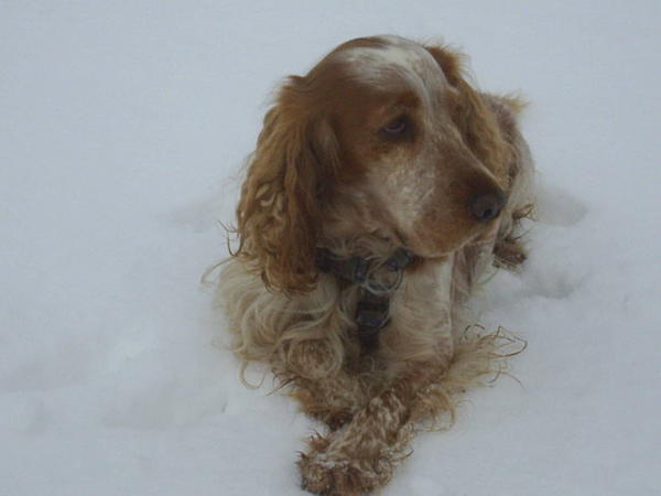 Carlo 8 j�hriger Spaniel