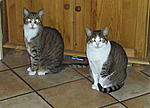 unsere Katzen