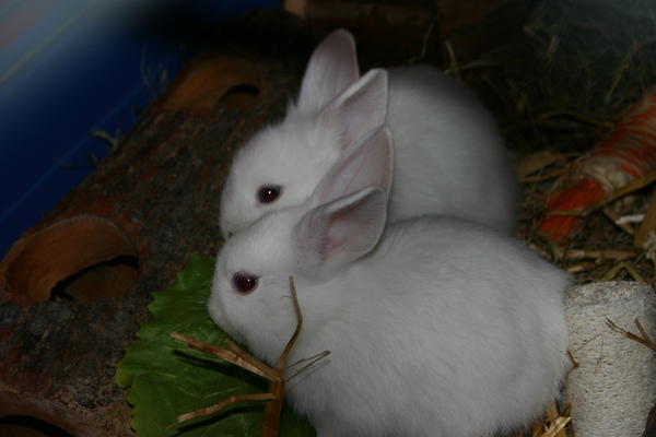 2010 10 30 14 50 45 Hasis