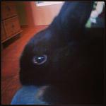 Mein Kaninchen Blacky :)