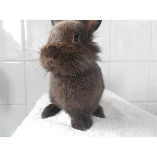 S�� wie ein kleiner Teddyb�r
29.07.2012