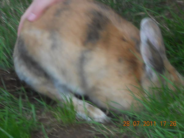 Buddeln^^